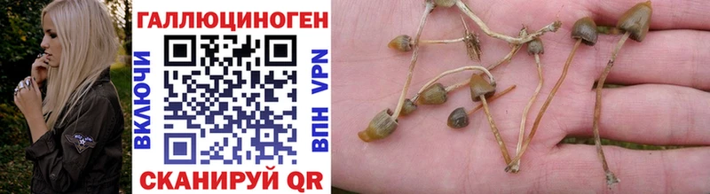Купить  Козельск  Псилоцибиновые грибы Cubensis 